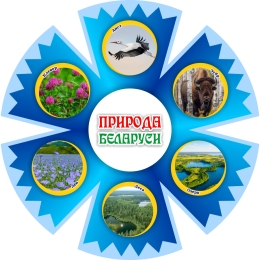Купить Фигурный стенд василёк Природа Беларуси 500х500 мм в Беларуси от 49.00 BYN