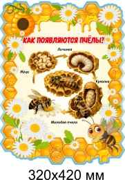 Купить Стенд Как появляются пчёлы? 320х420 мм в Беларуси от 26.00 BYN Купить Стенд Как появляются пчёлы? 320х420 мм в Беларуси от 26.00 BYN