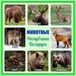 Купить Стенд Животные Республики Беларусь 1000*1000 мм в Беларуси от 176.00 BYN Купить Стенд Животные Республики Беларусь 1000*1000 мм в Беларуси от 176.00 BYN