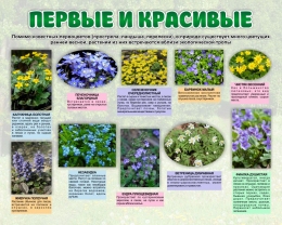 Купить Стенд Первые и красивые 1000*800 мм в Беларуси от 138.00 BYN