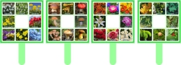 Купить Комплект табличек Найди весенние, летние цветы, грибы, деревья в Беларуси от 42.00 BYN