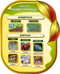 Купить Стенд  Царства живой природы для кабинета биологии 650*800мм в Беларуси от 81.00 BYN