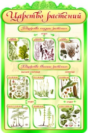 Купить Стенд  Царство растений в кабинет биологии 600*900мм в Беларуси от 95.00 BYN