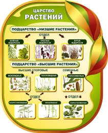 Купить Стенд Царство растенийи для кабинета биологии 650*800мм в Беларуси от 92.00 BYN