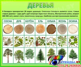 Купить Стенд Деревья в светло зеленых тонах 600*500 мм в Беларуси от 48.00 BYN