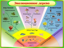 Купить Стенд Эволюционное дерево в кабинет биологии 550*450 мм в Беларуси от 29.00 BYN
