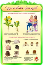 Купить Стенд  Изменчивость организмов в кабинет биологии 600*900мм в Беларуси от 89.00 BYN