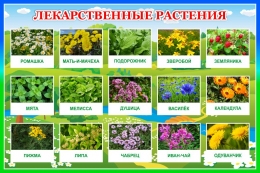 Купить Стенд Лекарственные растения 600*400 мм в Беларуси от 36.00 BYN