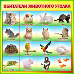 Купить Стенд Обитатели животного уголка 570*570 мм в Беларуси от 48.00 BYN