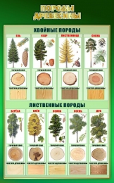 Купить Стенд Породы древесины 500*800 мм в Беларуси от 62.00 BYN