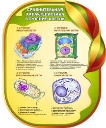 Купить Стенд Сравнительная характеристика строения клеток для кабинета биологии 650*800мм в Беларуси от 92.00 BYN