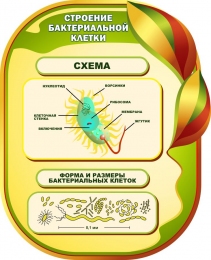 Купить Стенд Строение бактериальной клетки для кабинета биологии 650*800мм в Беларуси от 86.00 BYN