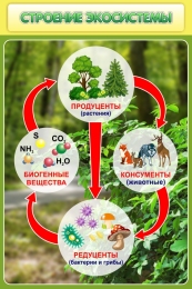 Купить Стенд Строение экосистемы 600*900 мм в Беларуси от 89.00 BYN