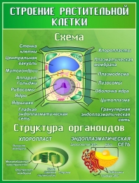 Купить Стенд Строение растительной клетки 800*1050 мм в Беларуси от 135.00 BYN