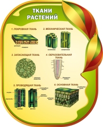 Купить Стенд Ткани растенийи для кабинета биологии 650*800мм в Беларуси от 92.00 BYN