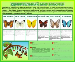 Купить Стенд Удивительный мир бабочек 600*500 мм в Беларуси от 48.00 BYN