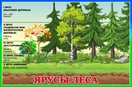 Купить Стенд Ярусы леса 600*400 мм в Беларуси от 39.00 BYN