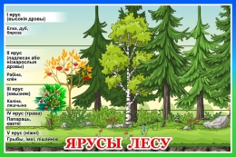 Купить Стенд Ярусы лесу на белорусском языке 600*400 мм в Беларуси от 39.00 BYN