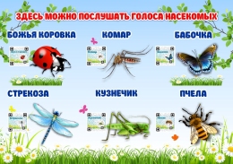 Купить Стенд Здесь можно послушать голоса насекомых 420*300 мм в Беларуси от 21.00 BYN