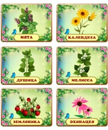 Купить Таблички с названиями растений для сада 200*150 мм в Беларуси от 27.00 BYN