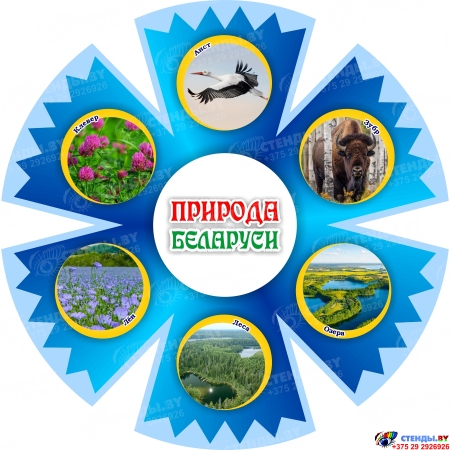 Фигурный стенд василёк Природа Беларуси 500х500 мм Фигурный стенд василёк Природа Беларуси 500х500 мм