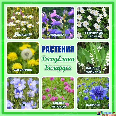 Стенд Растения Республики Беларусь 1000*1000 мм