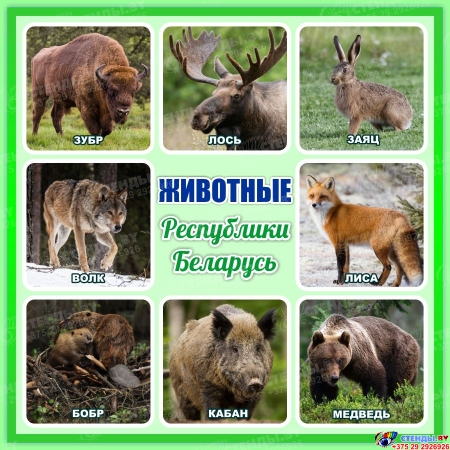 Стенд Животные Республики Беларусь 1000*1000 мм