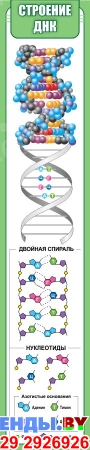 Стенд Строение ДНК в кабинет биологии  300*1500мм