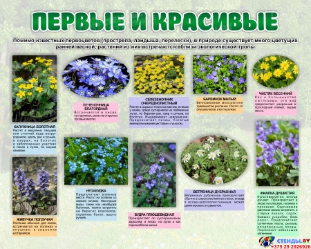 Стенд Первые и красивые 1000*800 мм