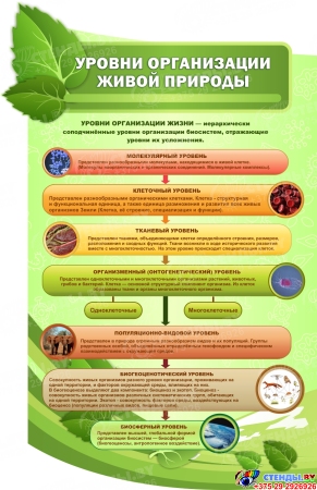 Стендовая композиция в кабинет биологии Биология - наука о жизни в салатовых тонах 4350*1720 мм Изображение #4