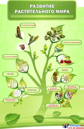 Стендовая композиция в кабинет биологии Биология - наука о жизни в салатовых тонах 4350*1720 мм Изображение #5