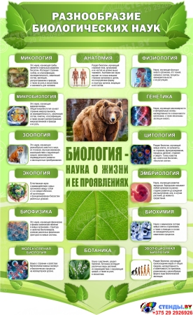 Стендовая композиция в кабинет биологии Биология - наука о жизни в салатовых тонах 4350*1720 мм Изображение #6