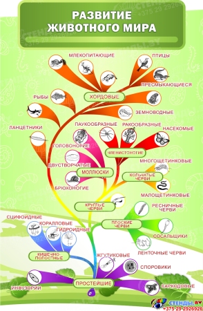 Стендовая композиция в кабинет биологии Биология - наука о жизни в салатовых тонах 4350*1720 мм Изображение #7