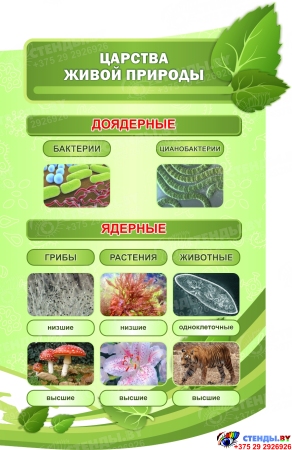 Стендовая композиция в кабинет биологии Биология - наука о жизни в салатовых тонах 4350*1720 мм Изображение #8