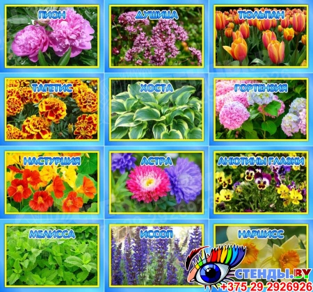 Комплект табличек для экологической тропы цветы 12 шт 200*140мм