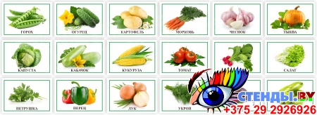 Комплект табличек с названиями овощей 210*148 мм