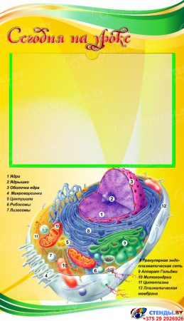Стенд фигурный Биология - наука о жизни! В жёлтых тонах 1900*900мм Изображение #1