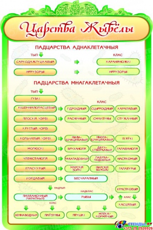 Стенд  Царства  жывёлы в кабинет биологии на белорусском языке 600*900мм