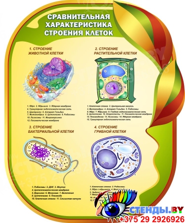 Стенд Сравнительная характеристика строения клеток для кабинета биологии 650*800мм