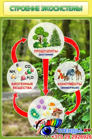 Стенд Строение экосистемы 600*900 мм