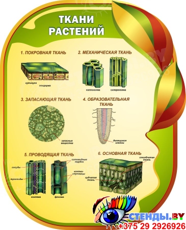 Стенд Ткани растений для кабинета биологии 650*800мм