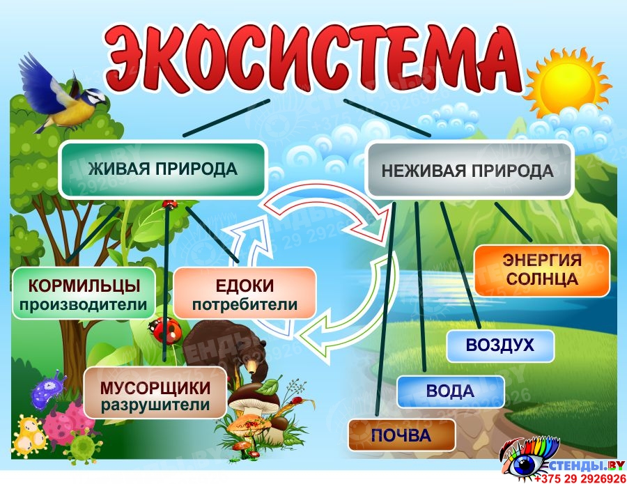 Купить Стенд Экосистема 800*600 мм 📄 с доставкой по Беларуси | интернет ...