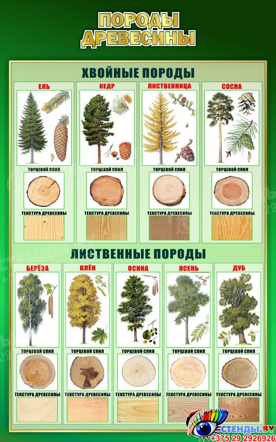 Купить Стенд Породы древесины 500*800 мм 📄 с доставкой по Беларуси ...