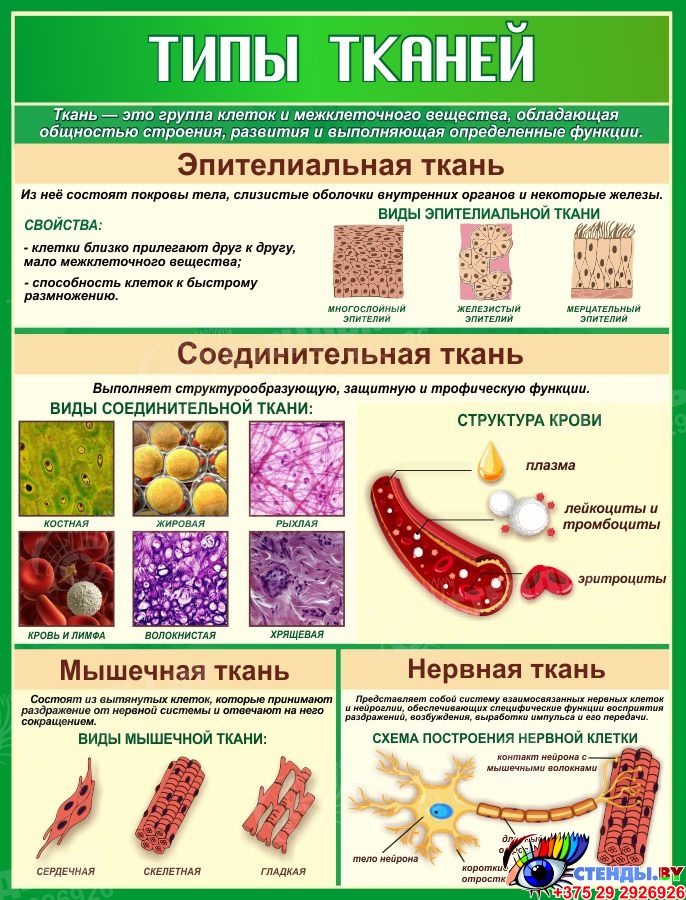 Купить Стенд Типы тканей для кабинета биологии 800*1050 мм 📄 с ...
