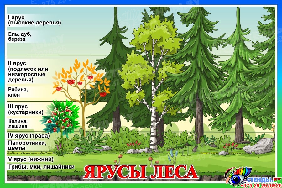 Ярус здания. Ярус здания