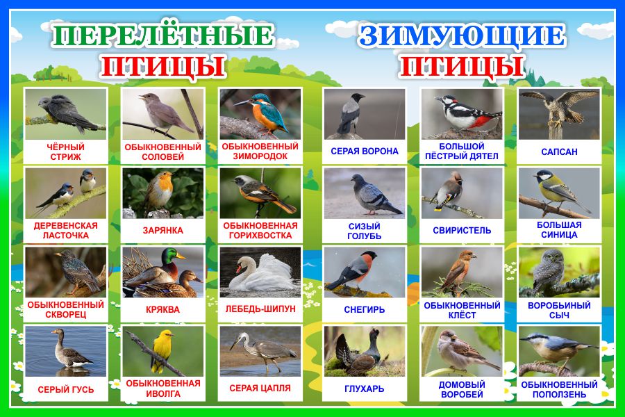 Купить Стенд Перелетные и зимующие птицы 600*400 мм 📄 с доставкой по  Беларуси | интернет-магазин Stendy.by